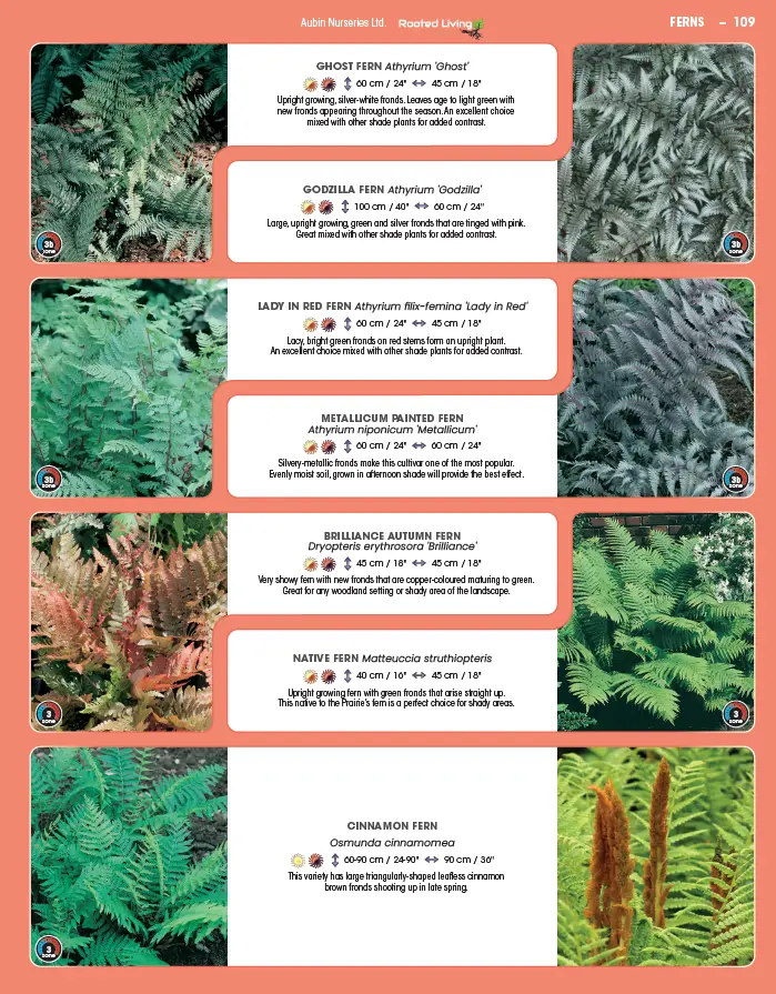 Ferns, Grasses, Herbs, Vines