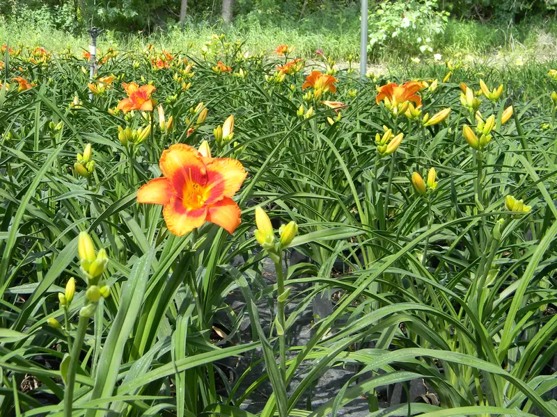 10 Best Perennials for Grow Zone 3