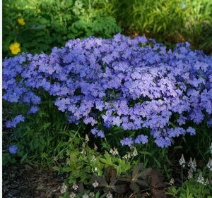 Phlox div. - 'Blue Moon' Woodland Phlox rct plug