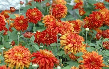 Chrysanthemum mor. - 'Morden Delight' Hardy Mum [Or] 1 gal outdoor