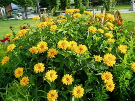 Heliopsis - 'Summer Sun' False Sunflower 1 gal outdoor