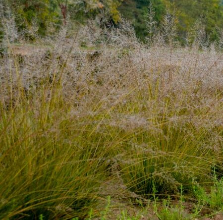 Sporobolus het. - 'Gone with the Wind' Prairie Dropseed Grass 1 gal outdoor