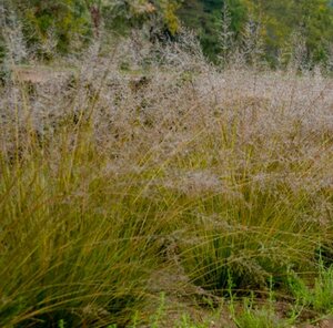 Sporobolus het. - 'Gone with the Wind' Prairie Dropseed Grass 1 gal outdoor