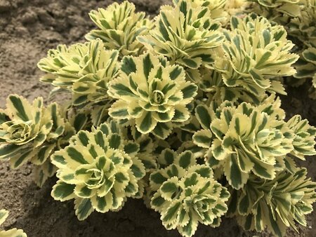 Sedum takesimense - 'Atlantis'™ Stonecrop 11 cm Prem (4.5")