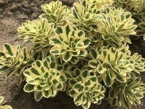 Sedum takesimense - 'Atlantis'™ Stonecrop 11 cm Prem (4.5")