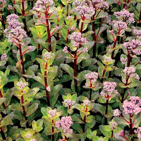 Sedum telphinium - 'Double Martini' Stonecrop 1 gal