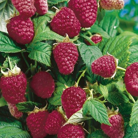 Rubus - 'Heritage' Raspberry 1 gal
