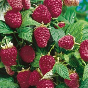 Rubus - 'Heritage' Raspberry 1 gal