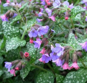 Pulmonaria saccharata - 'Mrs. Moon' Lungwort 1 gal