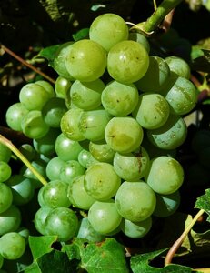 Vitis - 'Morden Concord White' Grape 1 gal outdoor