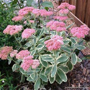 Sedum - 'Autumn Charm' Stonecrop 1 gal outdoor