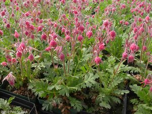 Geum triflorum - Prairie Smoke 11 cm Prem (4.5")