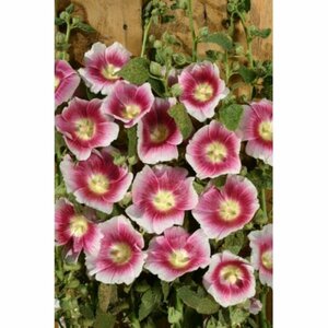 Alcea rosea - 'Fiesta Time' Hollyhock [dbl pi] 1 gal