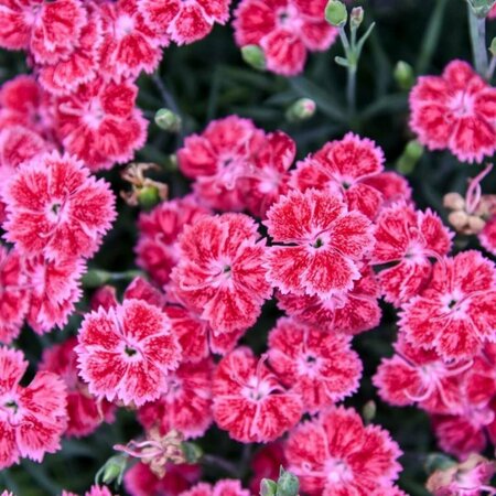 Dianthus Single Ladies™ - 'Red Rouge' Pinks 1 gal
