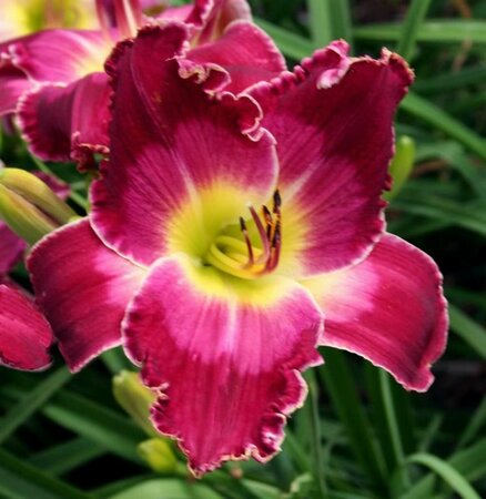 Hemerocallis - 'Blood, Sweat, and Tears' [Rd/Pi/Yl] 1 gal