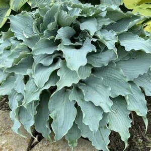 Hosta - 'Dancing with Dragons' [Blue] 1 gal