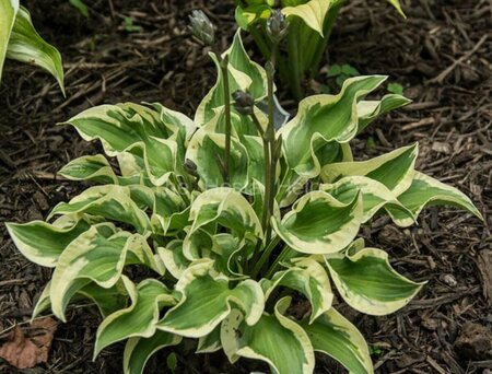 Hosta - 'Wrinkle in Time' [Yl/Wh] 1 gal