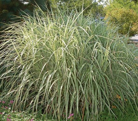 Calamagrostis x acu. - 'Overdam' Variegated Feather Reed Grass 1 gal - image 1