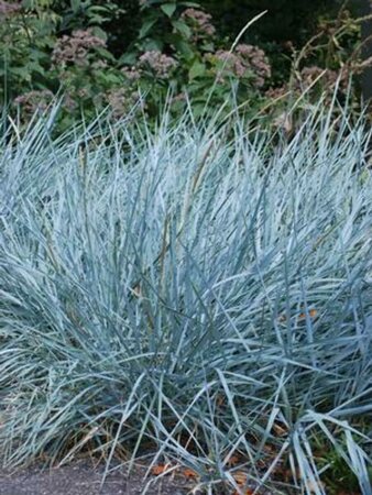 Elymus arenarius - 'Blue Dune' Wheatgrass 1 gal