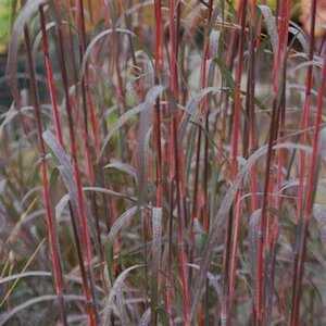 Andropogon gerardii - 'Holy Smoke' Blue Stem Grass 1 gal