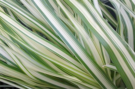 Calamagrostis x acu. - 'Lightning Strike'™ Feather Reed Grass 11 cm Prem (4.5")