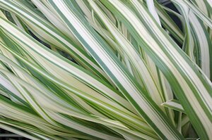 Calamagrostis x acu. - 'Lightning Strike'™ Feather Reed Grass 11 cm Prem (4.5")