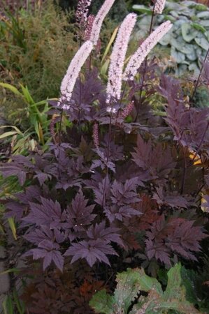 Cimicifuga ramosa -  'Pink Spike' Snakeroot 1 gal