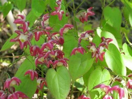 Epimedium rubrum - Bishop's Hat / Barrenwort 1 gal