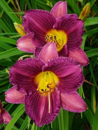 Hemerocallis - 'Purple D'Oro' Daylily  1 gal
