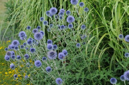 Echinops bannaticus - 'Blue Glow' Globethistle 1 gal