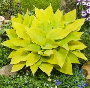 Hosta - 'Sunny Halcyon' [Yl] 1 gal