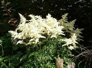 Astilbe - 'Bridal Veil' 1 gal outdoor