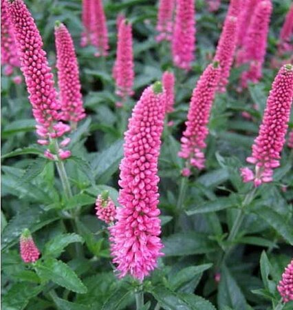 Veronica long. - 'First Love' Speedwell [Brt Pink] 1 gal