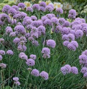 Allium sen. 'Glaucum' - Ornamental Onion 1 gal