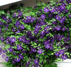 Clematis - 'Jackmanii' [Vi] 1 gal