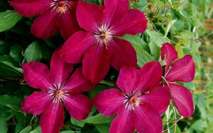 Clematis - 'Rouge Cardinal' [Rd] 1 gal