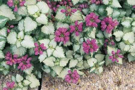 Lamium - 'Red Nancy' Spotted Nettle 9 cm (3.5")