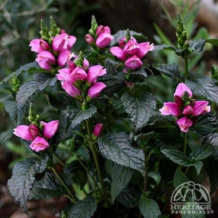 Chelone lyonii - 'Tiny Tortuga'™ Turtlehead 1 gal