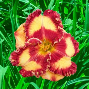 Hemerocallis - 'Band of Fire' Daylily [Yl/Rd] 1 gal