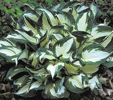 Hosta - 'Fire and Ice' [Wh/Gr] 1 gal outdoor
