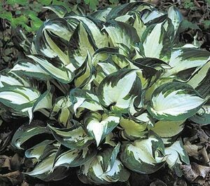 Hosta - 'Fire and Ice' [Wh/Gr] 1 gal outdoor