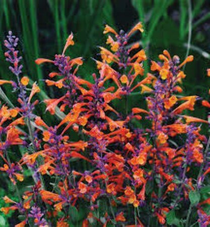 Agastache - 'Mango Tango' Hyssop RP38deep