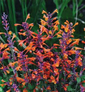Agastache - 'Mango Tango' Hyssop RP38deep