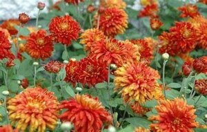 Chrysanthemum mor. - 'Morden Delight' Hardy Mum [Or] RP38deep