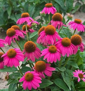 Echinacea - 'PowWow™ Wild Berry'  Coneflower [Pi] RP21