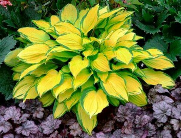 Hosta - 'Island Breeze' [Yl/Gr] 1 gal