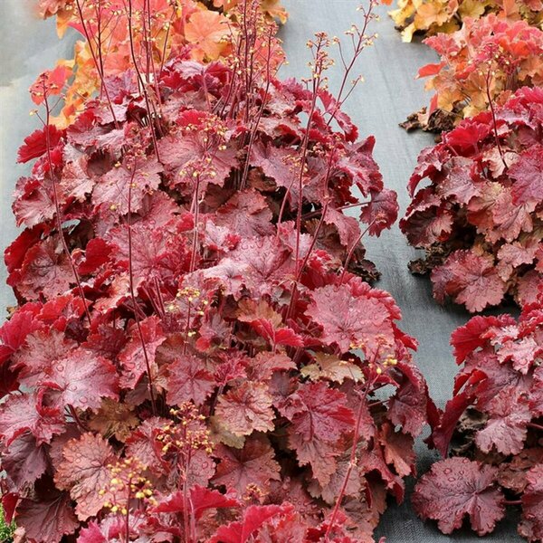 Heuchera - Northern Exposure™ Red Coral Bells 1 gal