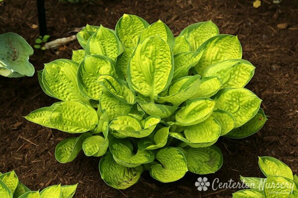 Hosta - 'Rainforest Sunrise' [Yl/Dk Gr] 1 gal