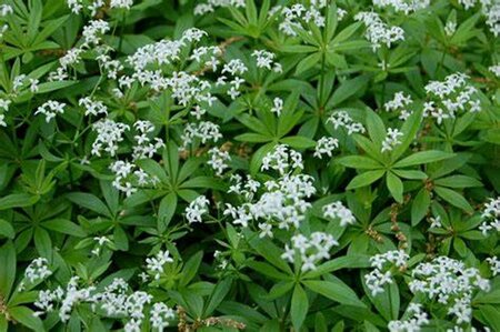 Galium odoratum - Sweet Woodruff 11 cm Prem (4.5")