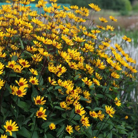 Heliopsis - 'Summer Nights' False Sunflower 11 cm Prem (4.5")